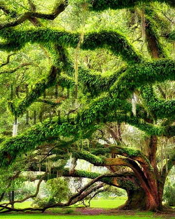 City Park Live Oak Tree.  (8x10 on Paper)