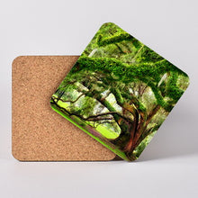Load image into Gallery viewer, City Park Live Oak Tree. Hardboard Coaster with Cork Back