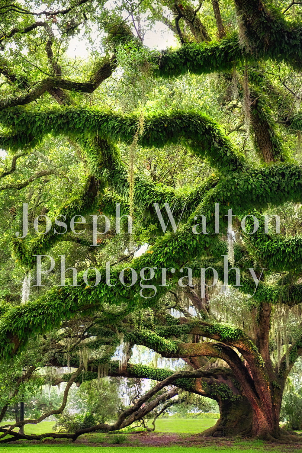 Live Oak Tree