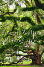 Load image into Gallery viewer, Live Oak Tree