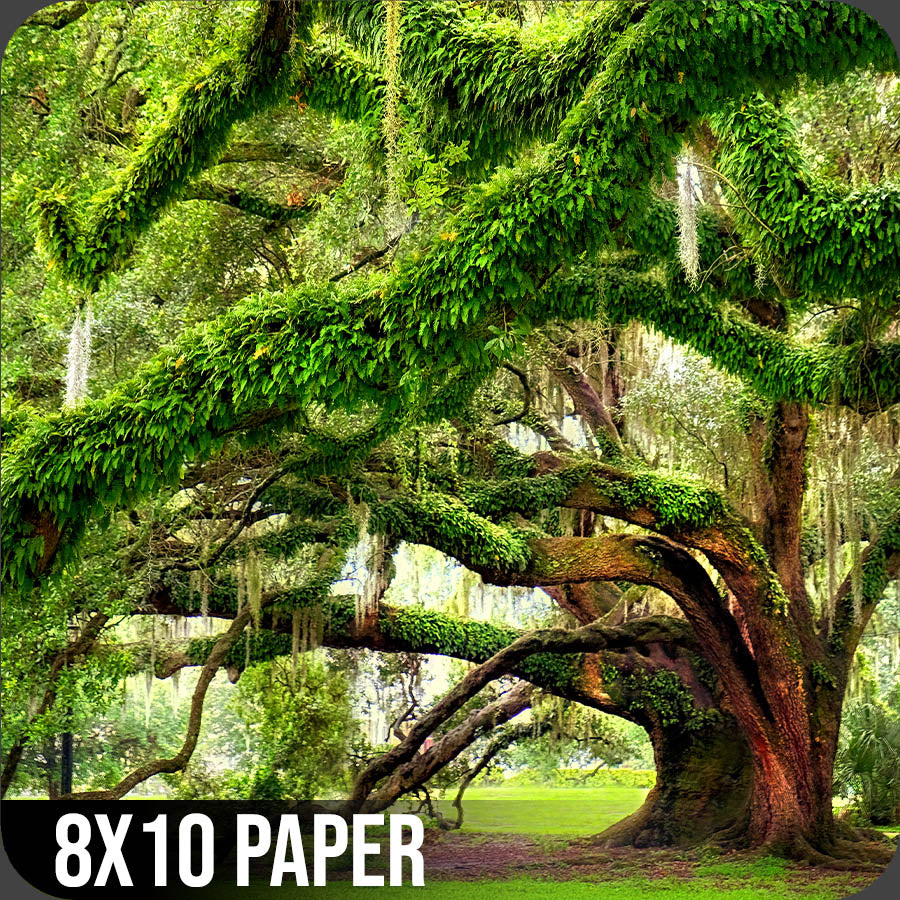 8x10 Paper Photographs.