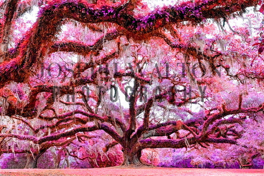 Jungle Gardens in Avery Island, Louisiana