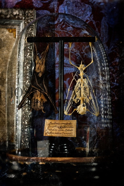 Deyrolle Taxidermy
