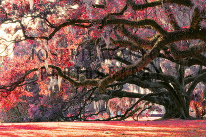 City Park 88