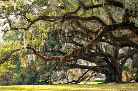 City Park 90