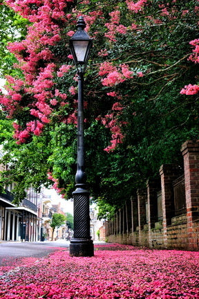 (Lagerstroemia) Crepe Myrtle and Street Lamp