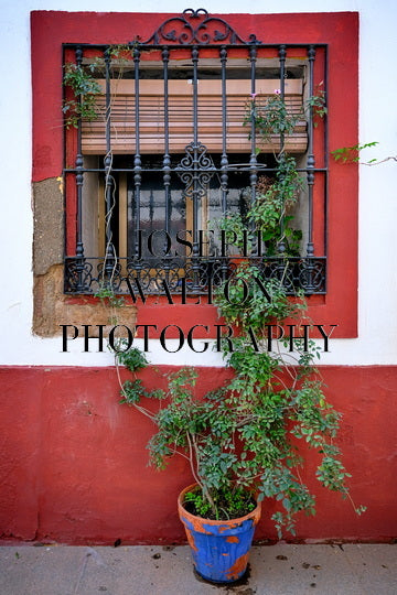 The Beautiful Patios Feria of Córdoba, Spain 5