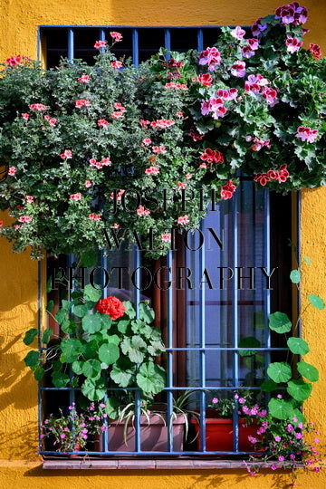 The Beautiful Patios Feria of Córdoba, Spain 8