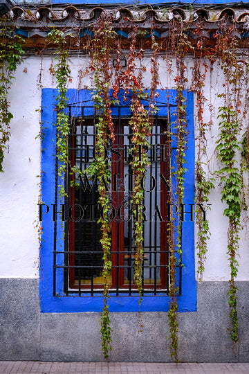 The Beautiful Patios Feria of Córdoba, Spain 9