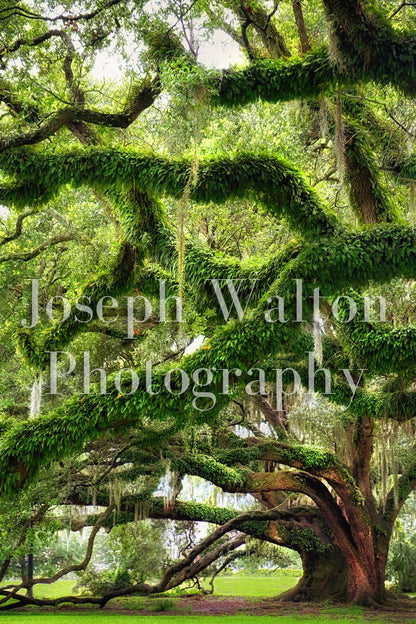 French Quarter, New Orleans 13