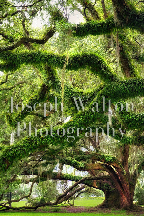 Live Oak Tree